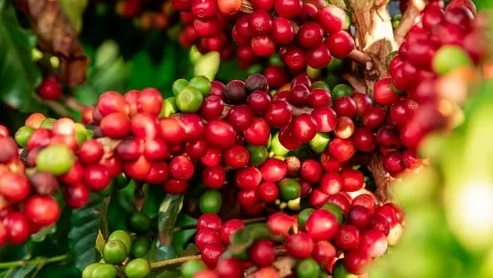 Giá cà phê xuất khẩu Robusta có tuần tăng giá lịch sử