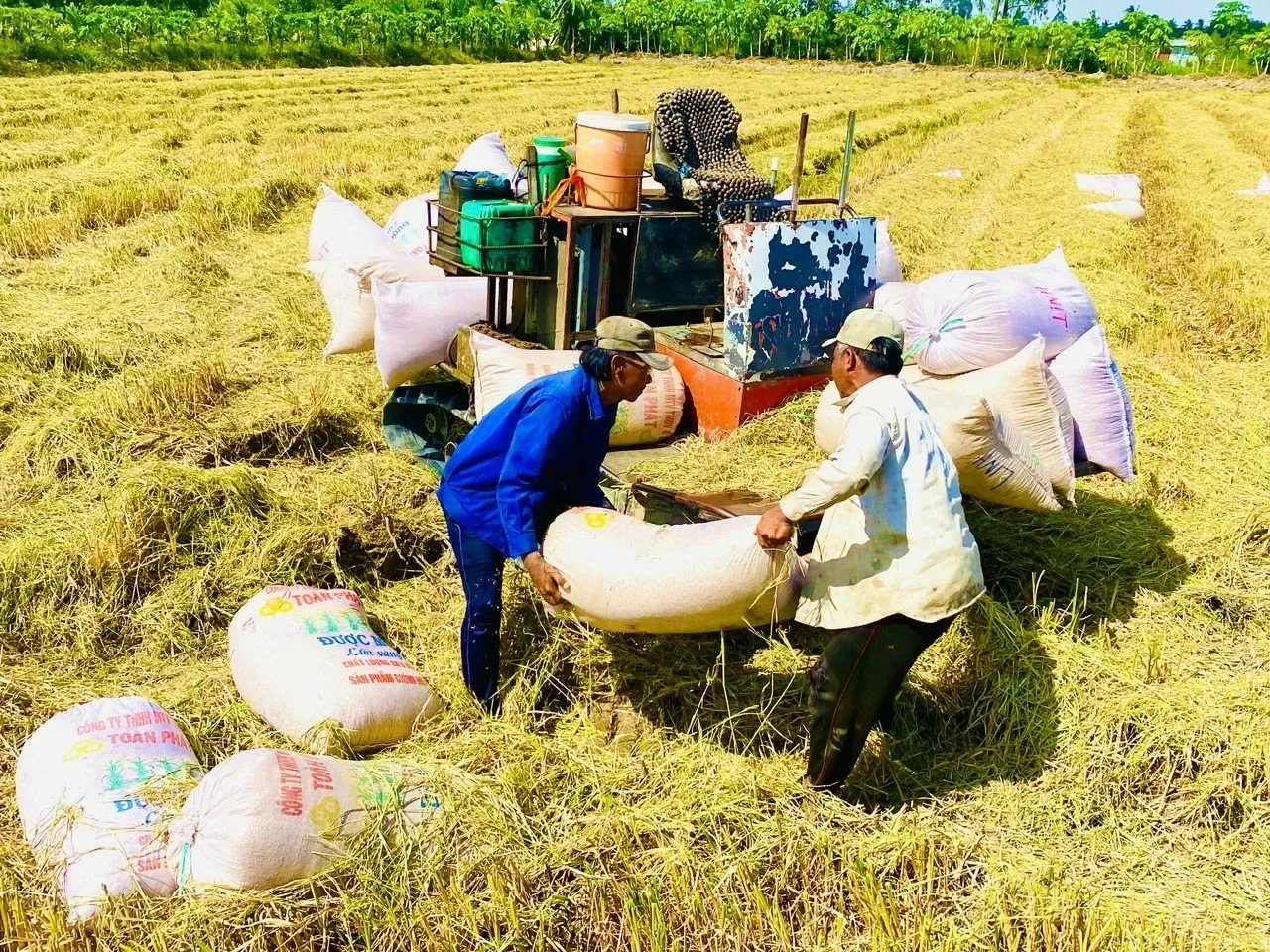 Thu hoạch lúa đông xuân ở ĐBSCL đang dần kết thúc cũng là lúc giá lúa, gạo xuất khẩu tăng trở lại  CÔNG HÂN