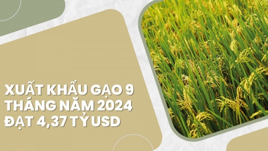 Infographic | Xuất khẩu gạo 9 tháng năm 2024 đạt 4,37 tỷ USD