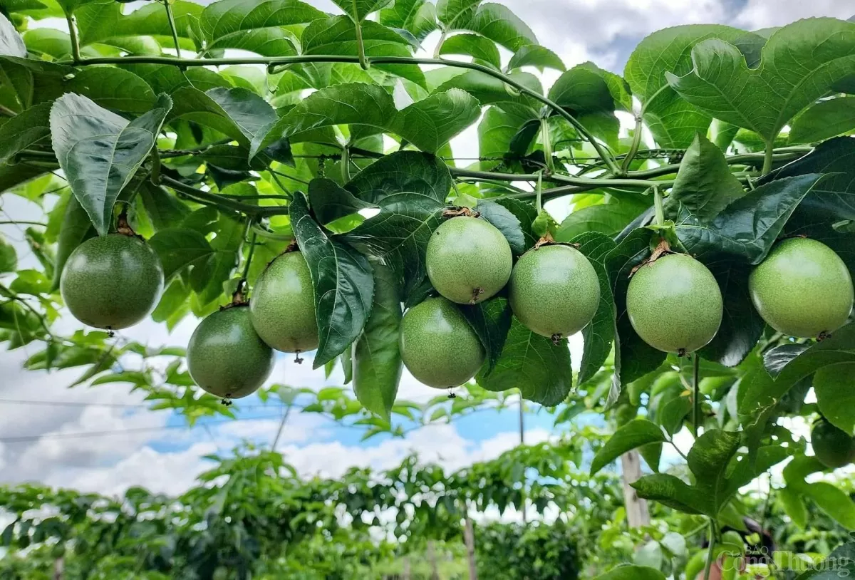 Gia Lai: 'mở cửa' chào đón các nhà đầu tư vào lĩnh vực nông nghiệp