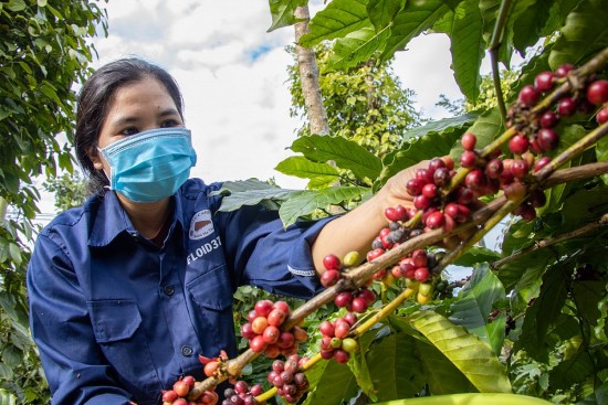 Nông nghiệp xanh: ‘Chìa khoá’ giúp nông sản chinh phục thị trường Bắc Âu