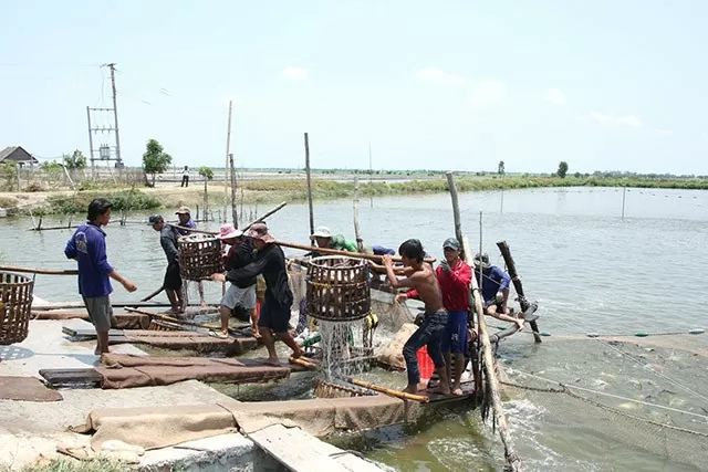 Thu hoạch cá tra tại TP Hồng Ngự. (Ảnh: Báo Đồng Tháp)