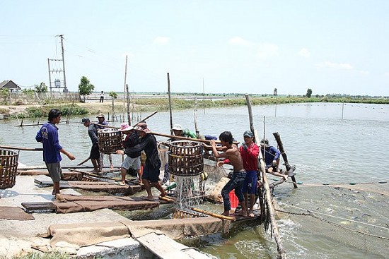 Xúc tiến thương mại, quảng bá cá tra Đồng Tháp