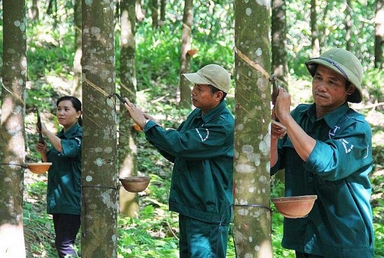 Xuất khẩu cao su sang Malaysia tăng mạnh về lượng và kim ngạch