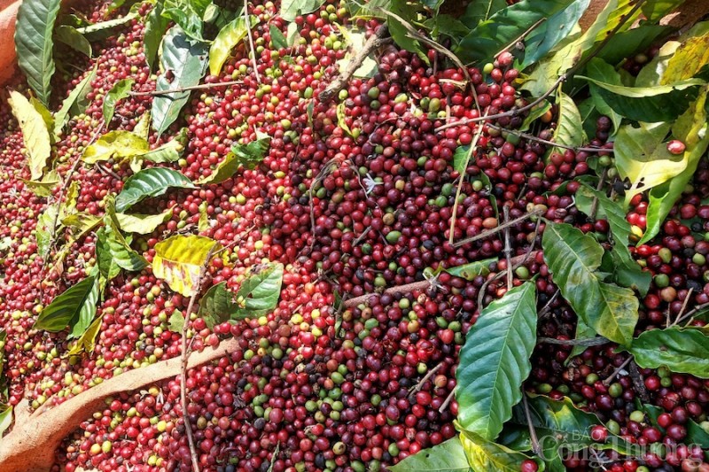 Giá cà phê Robusta quay đầu giảm trong khi Arabica đạt đỉnh mới