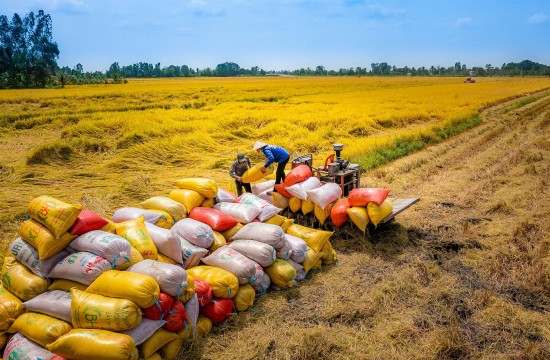 Gạo trở thành điểm sáng trong các mặt hàng xuất khẩu sang Malaysia