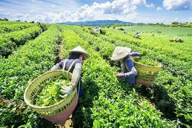 Xuất khẩu chè sang Trung Quốc tăng mạnh đến gần 250%