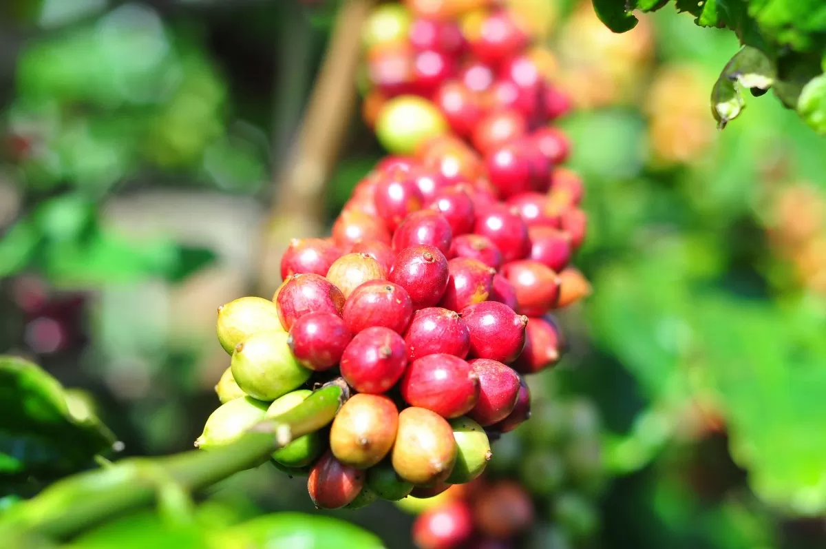 Giá cà phê Robusta tăng 4,4% lên gần 5.000 USD/tấn