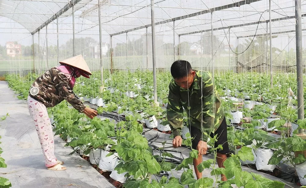 Bắc Giang: Gắn vùng sản xuất hàng hóa quy mô lớn với chuỗi liên kết chế biến, tiêu thụ