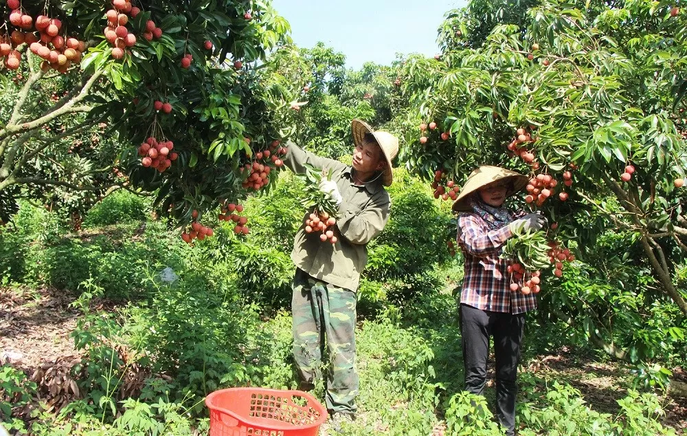 Bắc Giang: Gắn vùng sản xuất hàng hóa quy mô lớn với chuỗi liên kết chế biến, tiêu thụ