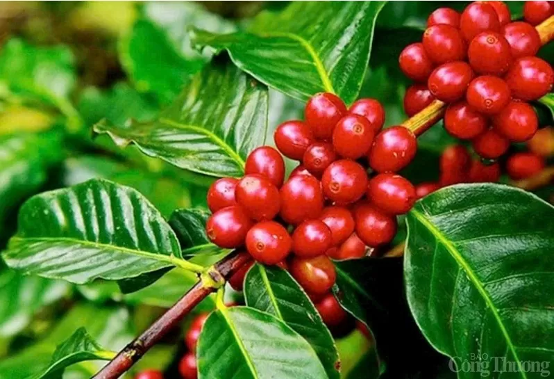 Giá cà phê Arabica tăng lên mức cao nhất trong 27 năm qua do lo ngại nguồn cung từ Brazil