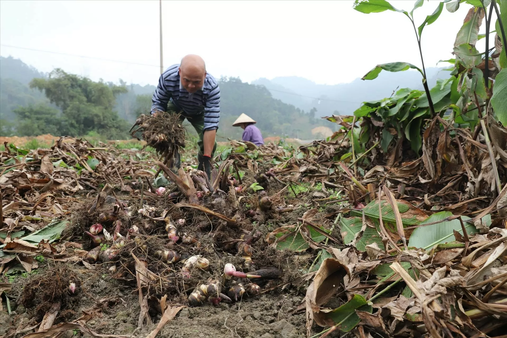 Bắc Kạn: Đẩy mạnh liên kết trong trồng, sản xuất dong riềng