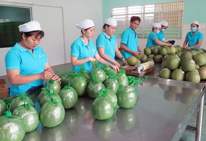 Trái bưởi của Việt Nam đang được đàm phán để xuất khẩu vào Úc