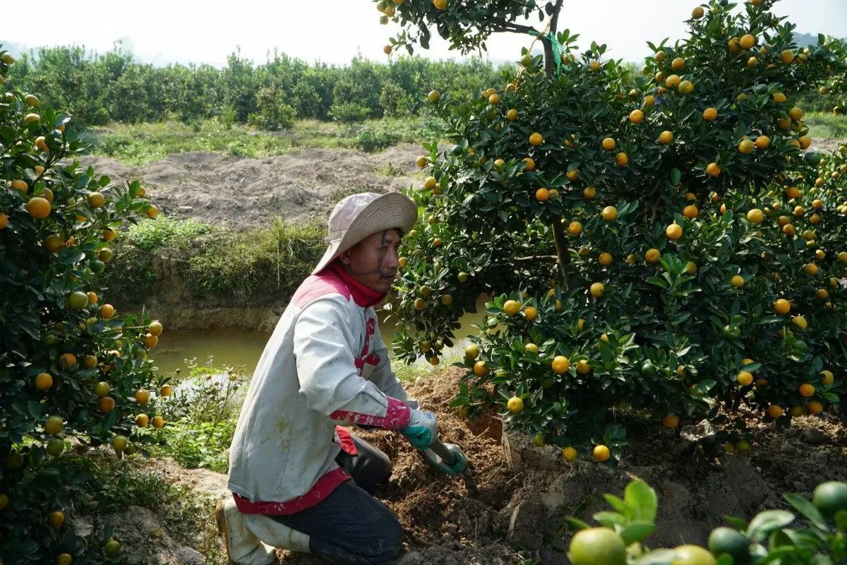 thủ phủ quất xứ thanh