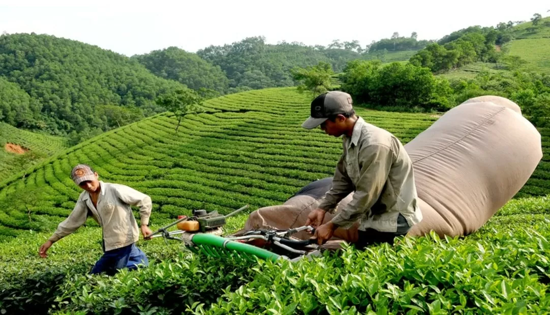 Xuất khẩu chè của Việt Nam tăng cả về lượng và trị giá