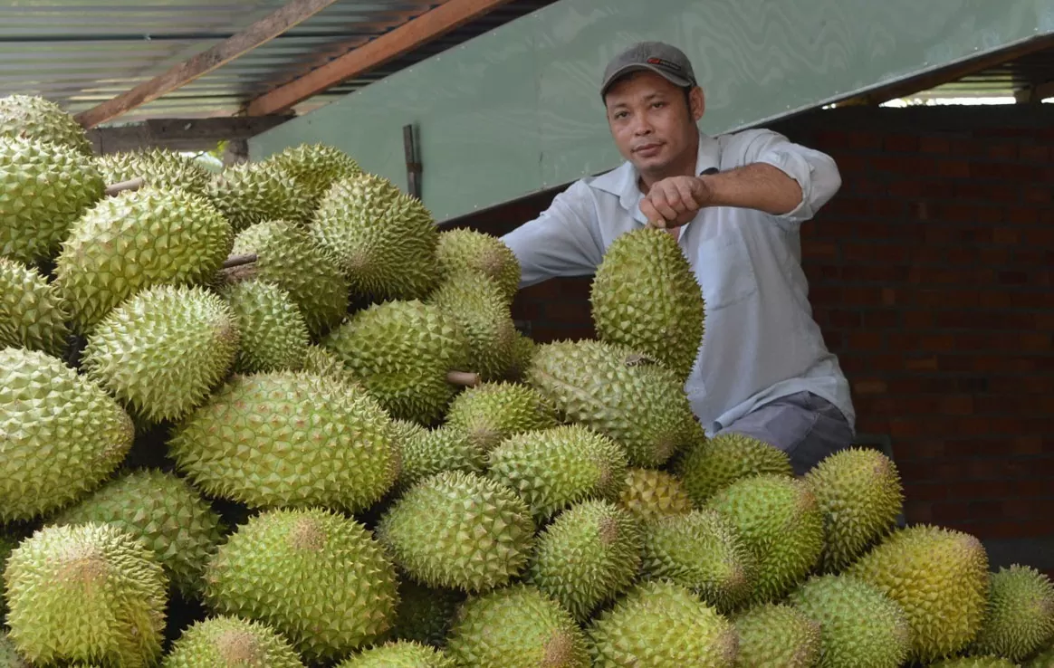 Giá sầu riêng tăng mạnh đâu là nguyên nhân?