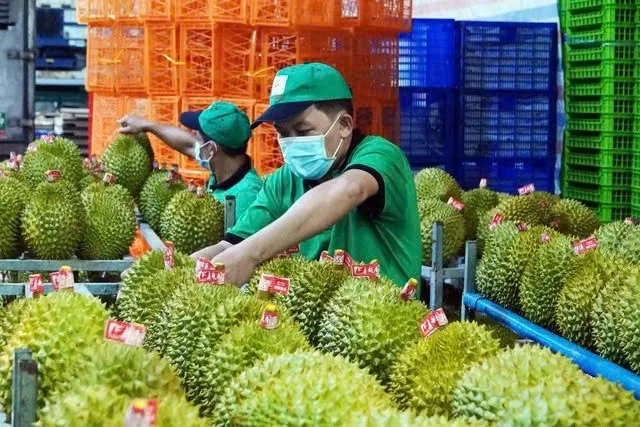 Liên minh châu Âu (EU) chính thức nâng tần suất kiểm tra sầu riêng Việt Nam lên 20%