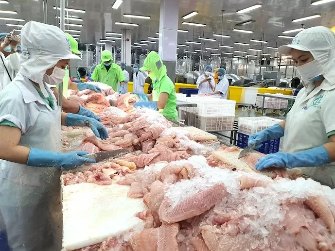 Chế biến cá tra xuất khẩu. Ảnh: Trung Chánh