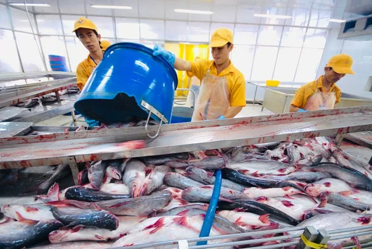 cá tra tiếp tục đóng vai trò trụ cột, đóng góp khoảng 2 tỷ USD vào tổng kim ngạch xuất khẩu