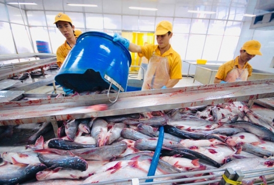 Xuất khẩu cá tra sang Hoa Kỳ đạt đỉnh trong 10 năm
