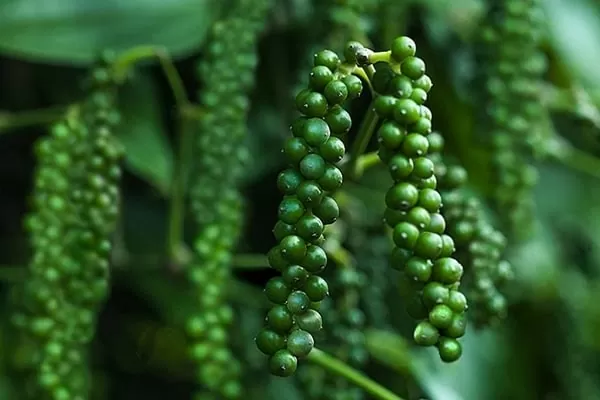 Xuất khẩu hồ tiêu của Việt Nam sang Trung Quốc giảm 82,4%