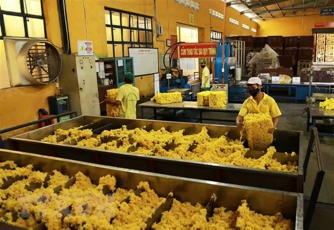 năm 2025 hứa hẹn sẽ là một năm bội thu đối với ngành cao su nước nhà