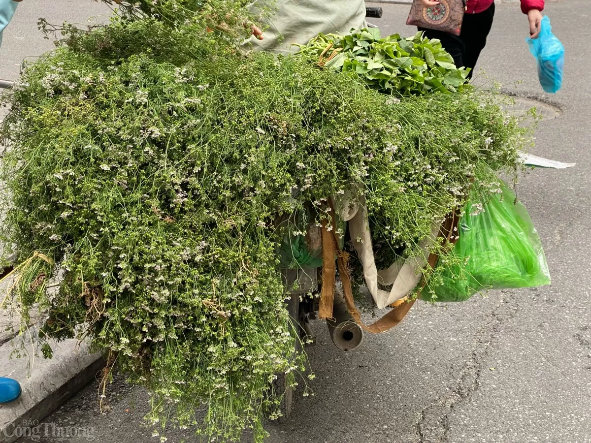 Rau mùi già mang lại hương thơm đặc trưng ngày Tết. Ảnh: Lê An