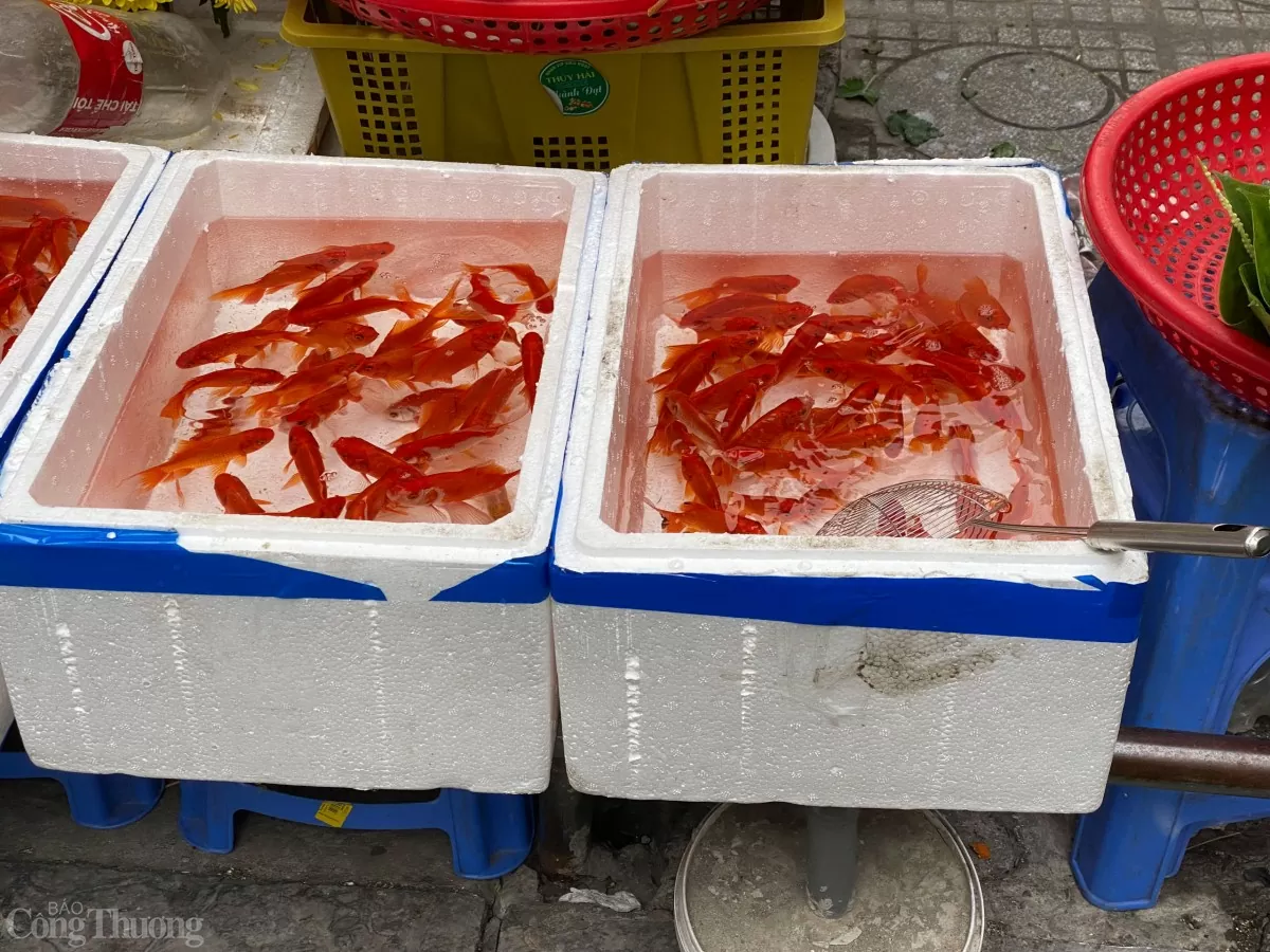 Cá chép tiễn ông Công, ông Táo được bày bán tại nhiều khu chợ. Ảnh: Lê An