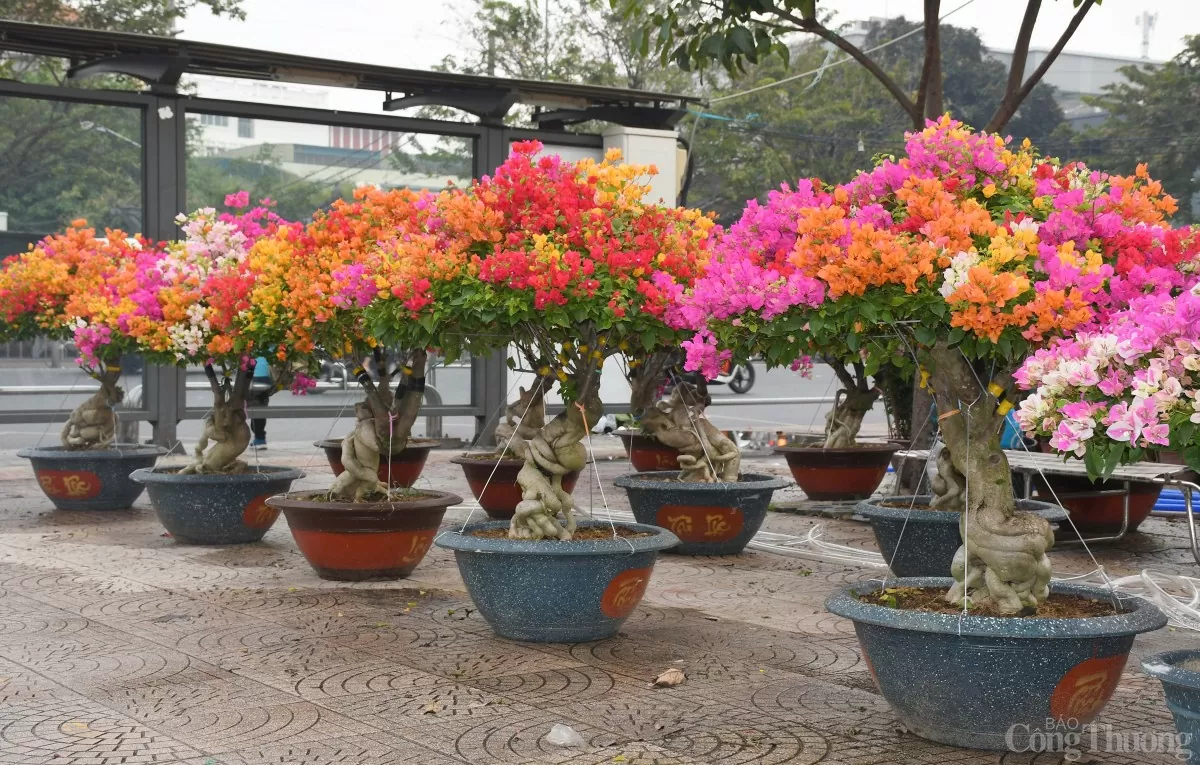 TP. Hồ Chí Minh: Nhiều loại hoa khoe sắc tại chợ hoa Xuân