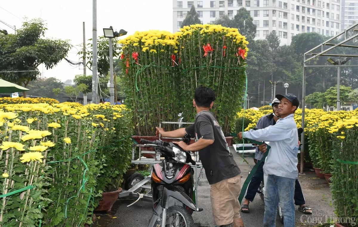 TP. Hồ Chí Minh: Nhiều loại hoa khoe sắc tại chợ hoa Xuân