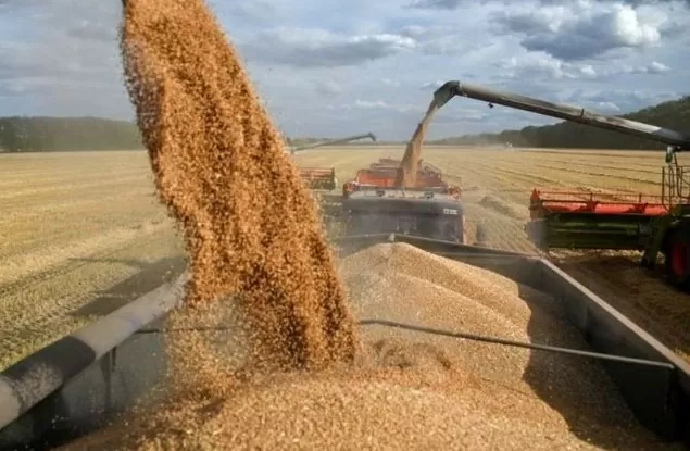 Nhập khẩu lúa mì từ thị trường Brazil tăng 348%