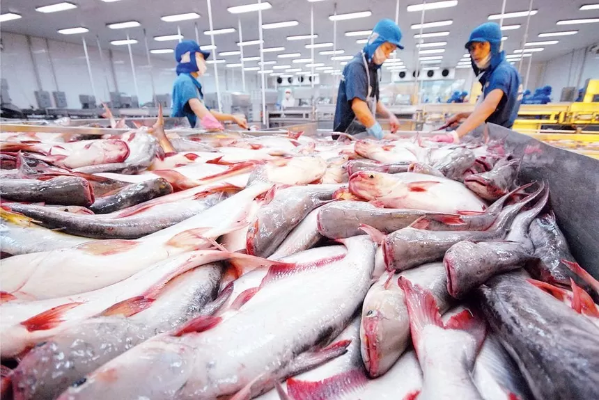 Xuất khẩu cá tra tăng trưởng mạnh trong tháng đầu năm