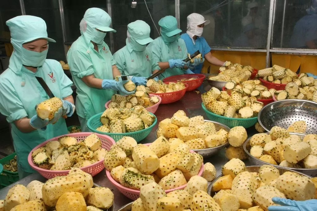 Thị trường châu Âu được đánh giá là còn nhiều dư địa để các doanh nghiệp đẩy mạnh xuất khẩu dứa tươi, các sản phẩm từ dứa 