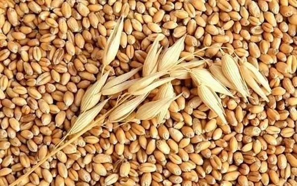 Tháng 1/2025, Việt Nam chi 107 triệu USD nhập khẩu lúa mì