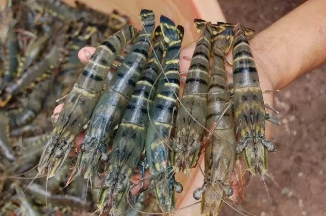Ngành tôm Việt Nam đang đứng trước nhiều cơ hội để bứt phá và khẳng định vị thế trên thị trường tôm thế giới 