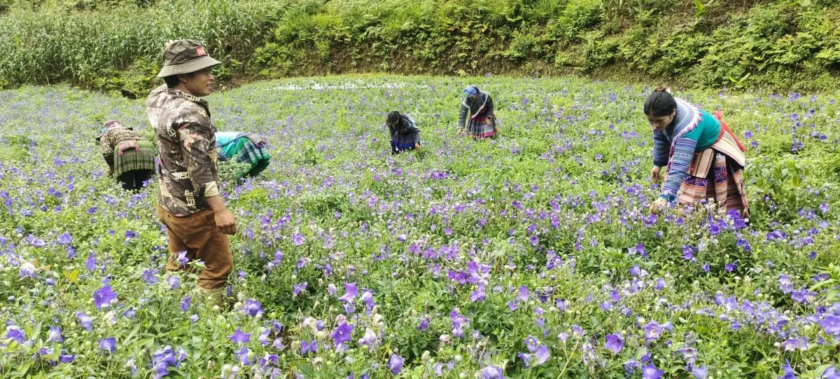 Cây dược liệu đã trở thành cây xóa đói giảm nghèo cho nhiều bà con vùng dân tộc thiểu số và miền núi