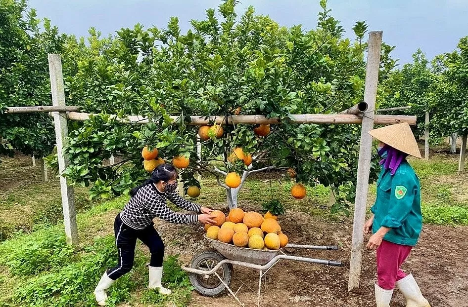 Thanh Hóa: ‘Ghi điểm’ trong xây dựng nông thôn mới nâng cao