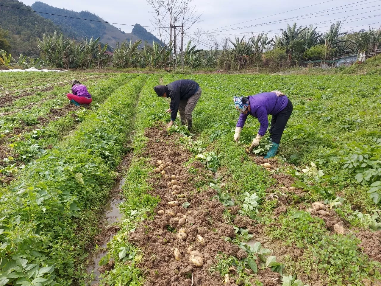 Đẩy mạnh liên kết sản xuất, tiêu thụ sản phẩm miền núi