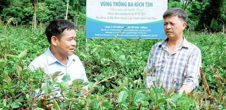 Từ nguồn dược liệu quý đến các sản phẩm OCOP trứ danh
