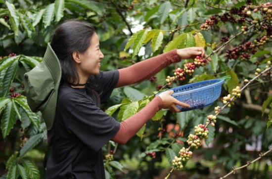 Giá cà phê tăng mạnh, xuất khẩu mang về hơn 1,7 tỷ USD chỉ sau 2 tháng