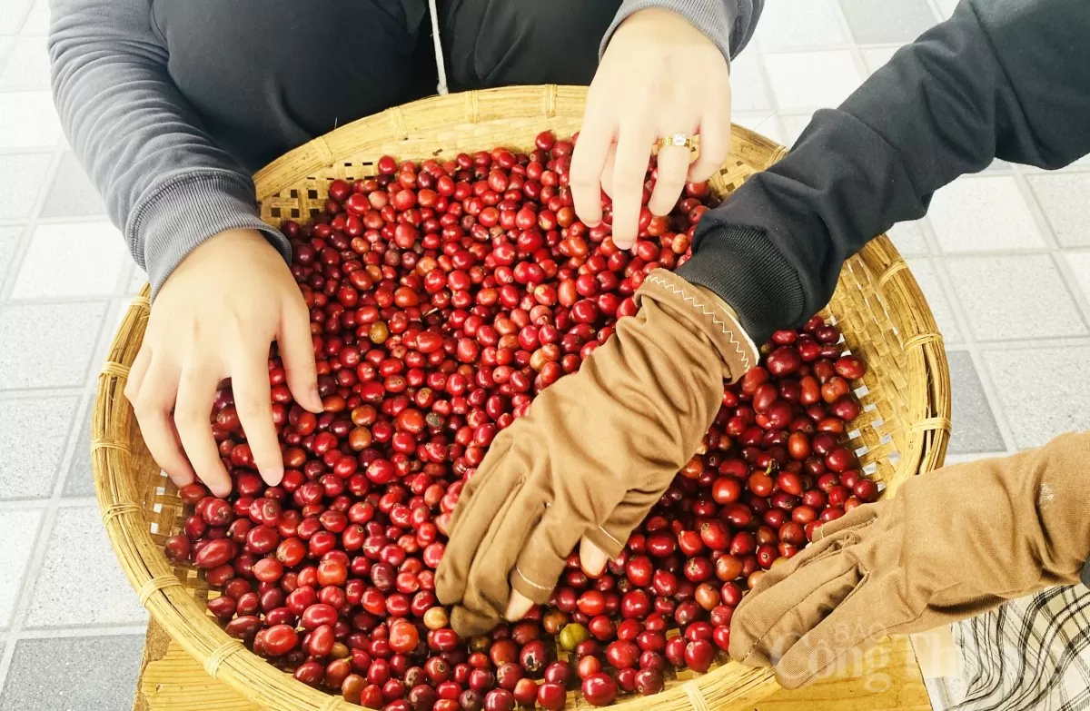 Những trái cà phê chín mọng vừa mới thu hoạch