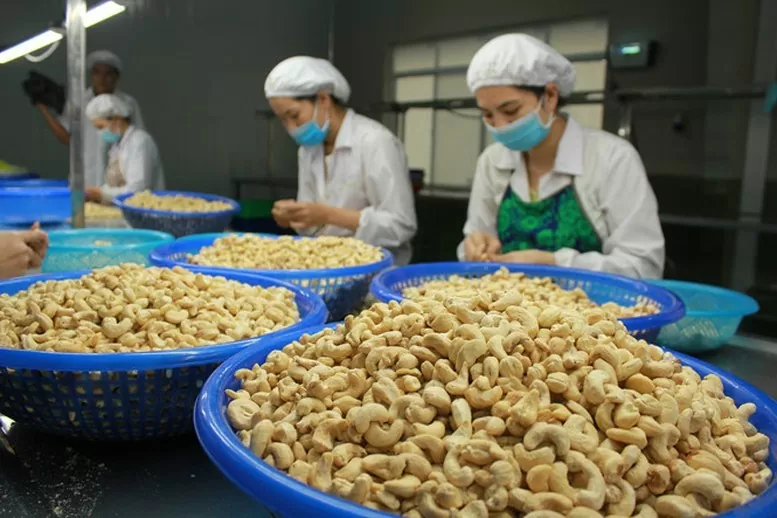 Xuất khẩu hạt điều của Việt Nam sang EU tăng mạnh