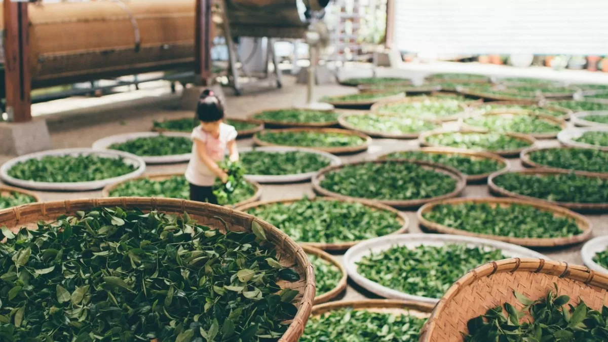 Xuất khẩu chè sang Anh: Chất lượng chưa đồng đều