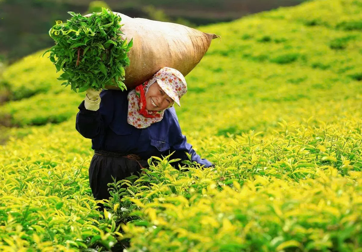Xuất khẩu chè sang Anh: Chất lượng chưa đồng đều