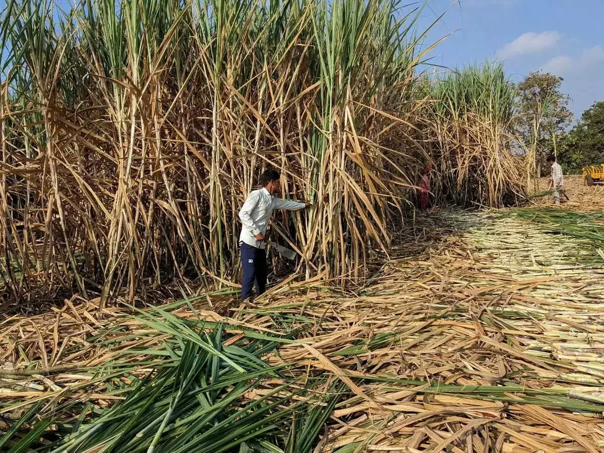 Sản lượng đường Ấn Độ giảm 12% vào 2 tháng đầu năm do hạn hán nghiêm trọng ở Maharashtra và Karnataka. Ảnh: The Financial Express
