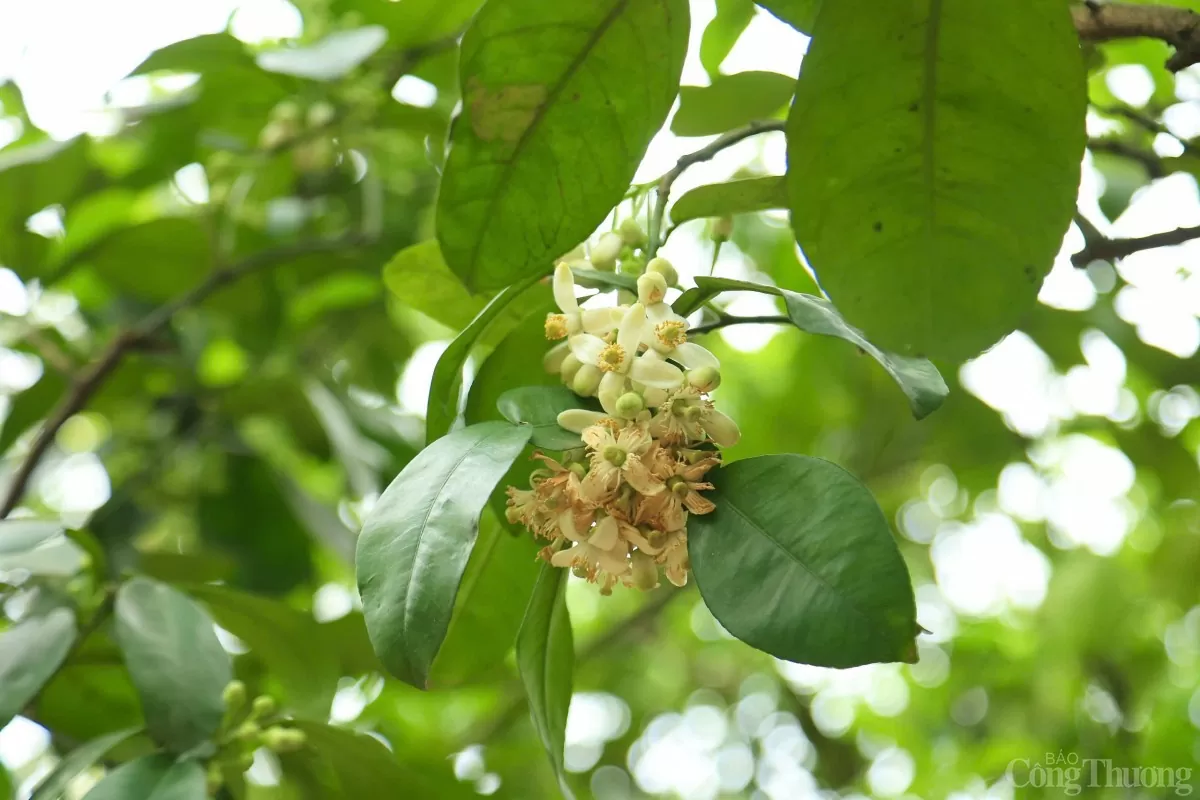 Xem người dân 'se duyên' cho bưởi Diễn