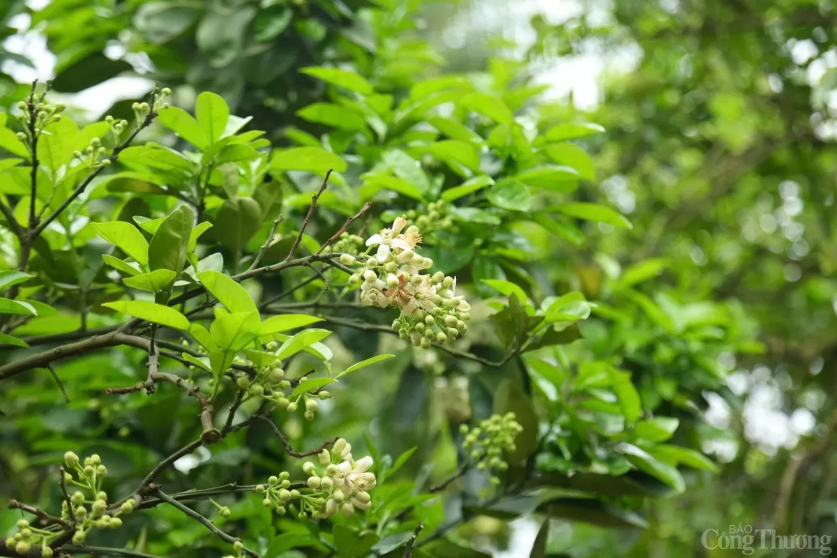 Xem người dân 'se duyên' cho bưởi Diễn