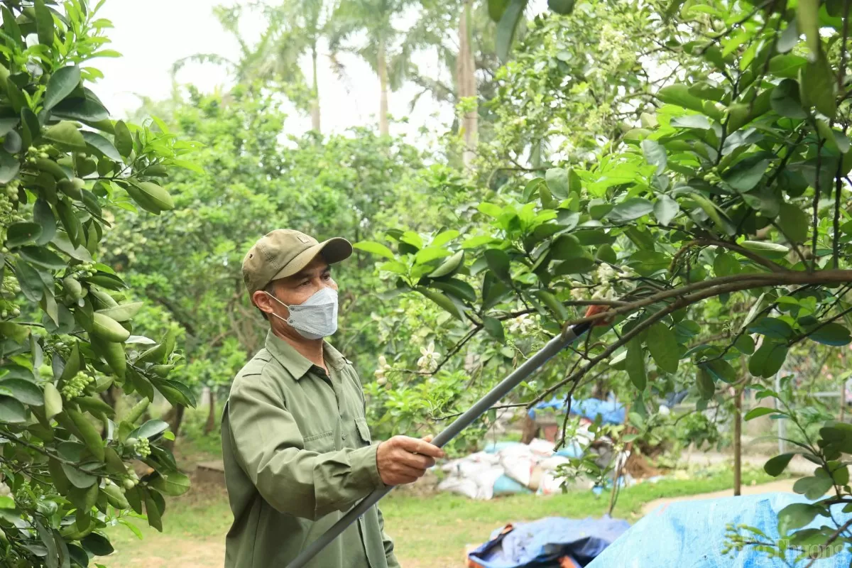 Xem người dân 'se duyên' cho bưởi Diễn