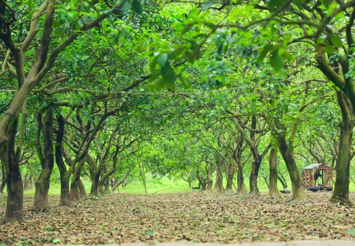 Xem người dân 'se duyên' cho bưởi Diễn