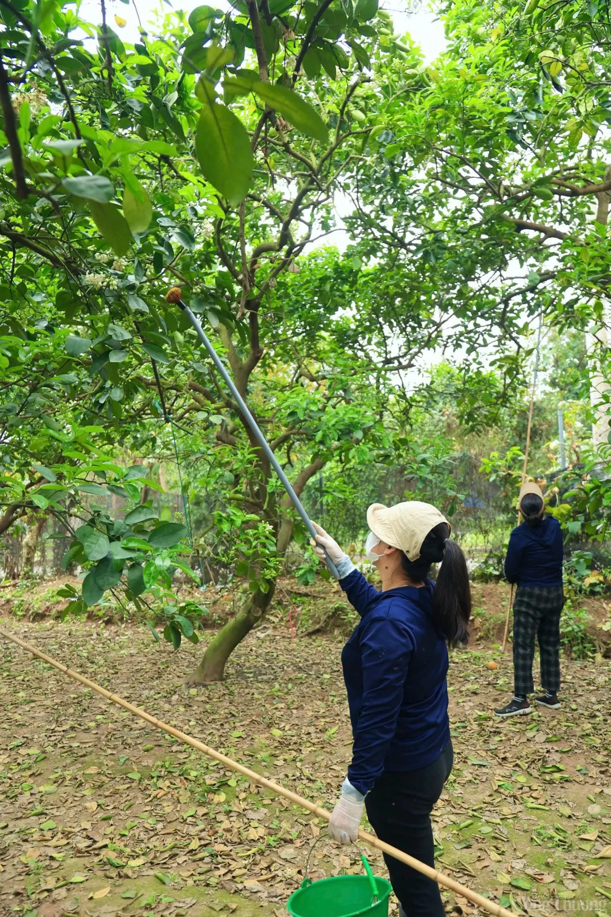 Xem người dân 'se duyên' cho bưởi Diễn